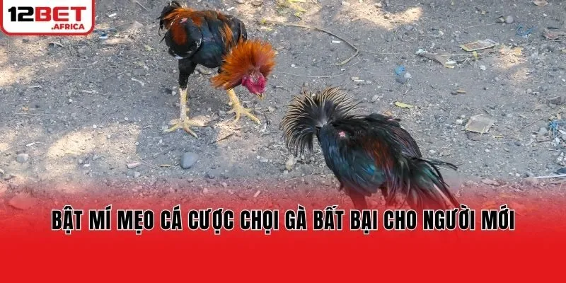 Bật mí mẹo cá cược chọi gà bất bại cho người mới