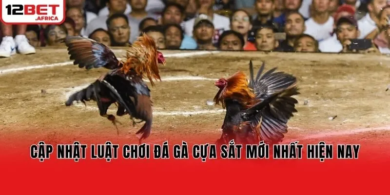 Cập nhật luật chơi đá gà cựa sắt mới nhất hiện nay