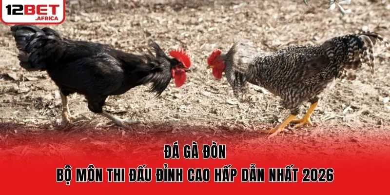 Đá Gà Đòn – Bộ Môn Thi Đấu Đỉnh Cao Hấp Dẫn Nhất 2026