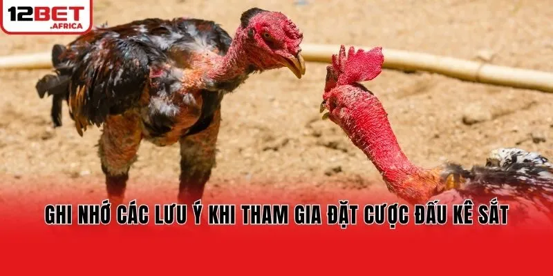 Ghi nhớ các lưu ý khi tham gia đặt cược đấu kê sắt