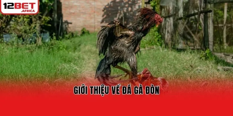 Giới thiệu về đá gà đòn