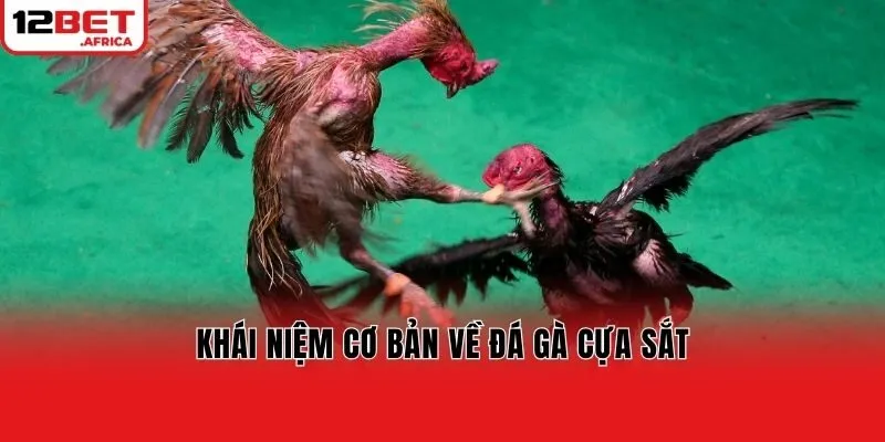 Khái niệm cơ bản về đá gà cựa sắt