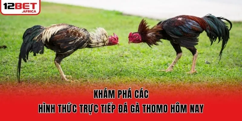 Khám phá các hình thức trực tiếp đá gà Thomo hôm nay