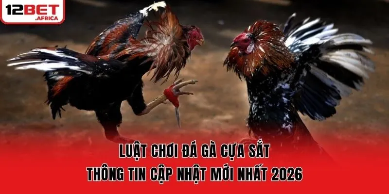 Luật Chơi Đá Gà Cựa Sắt – Thông Tin Cập Nhật Mới Nhất 2026