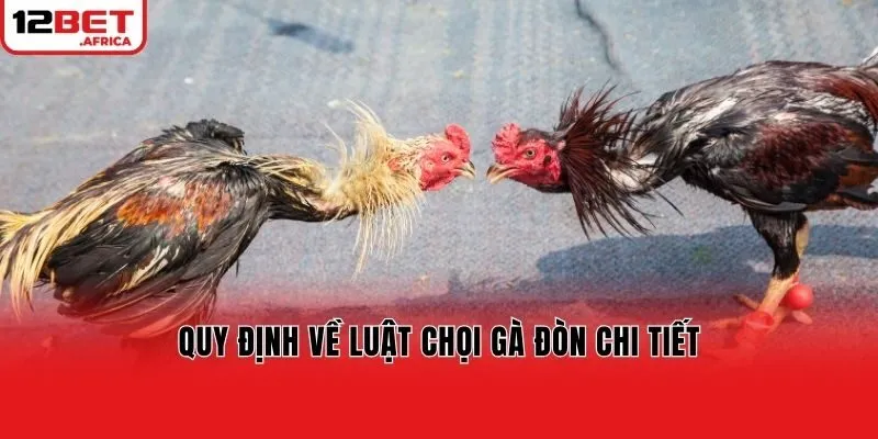 Quy định về luật chọi gà đòn chi tiết