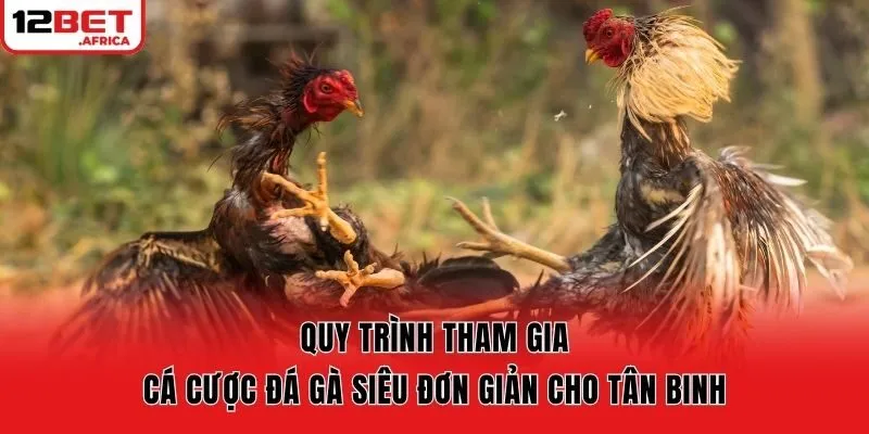 Quy trình tham gia cá cược đá gà siêu đơn giản cho tân binh