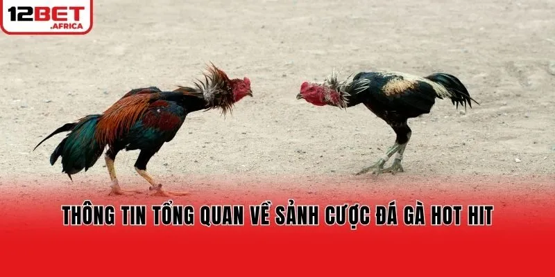 Thông tin tổng quan về sảnh cược đá gà hot hit