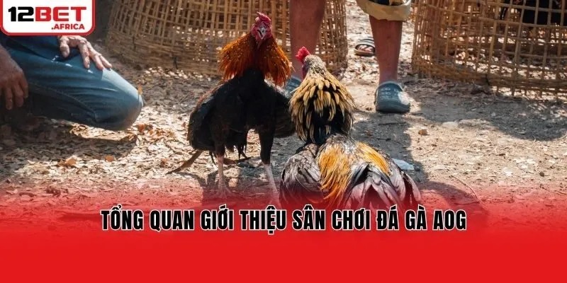 Tổng quan giới thiệu sân chơi đá gà AOG