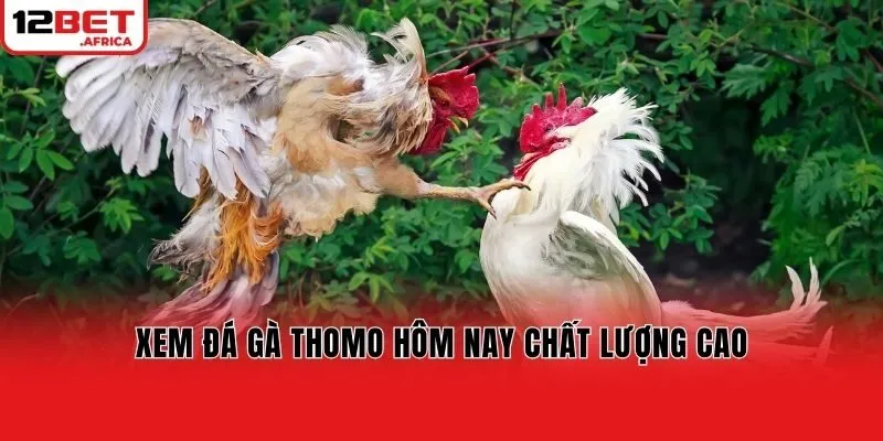 Xem đá gà Thomo hôm nay chất lượng cao